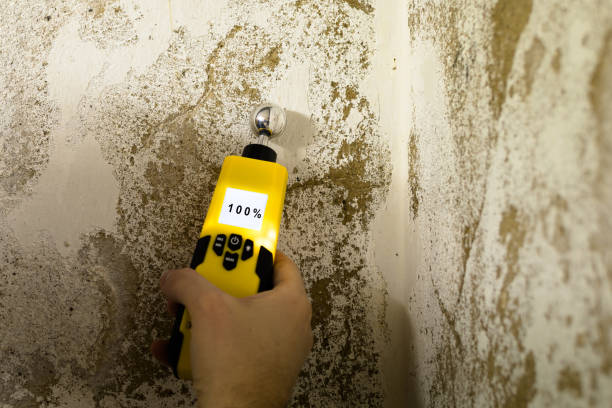 Why You Should Choose Our Mold Remediation Services in Springville, AL